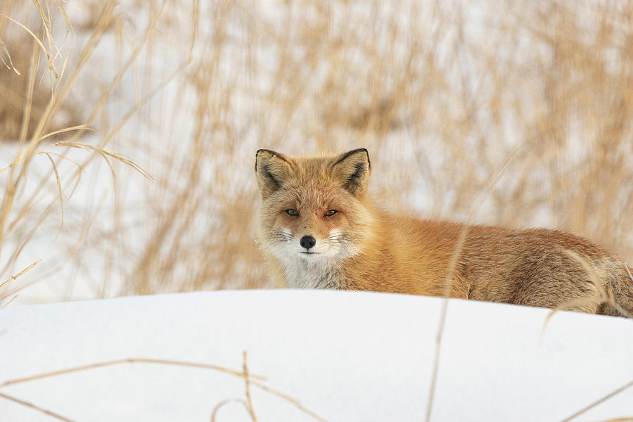 Food Searching in the Snow - Ezo Red Fox  Photograph by Ellie Teramoto
