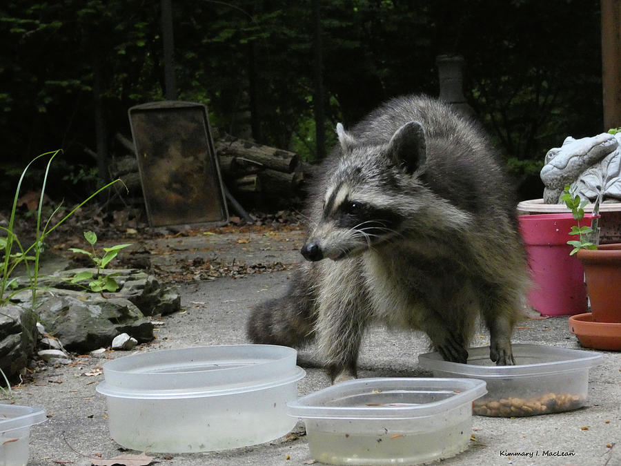 Food, Water, or Drums Photograph by Kimmary I MacLean - Fine Art America