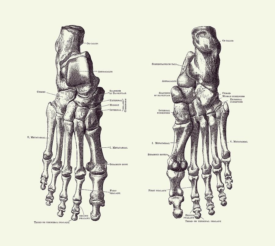 Foot and Ankle Skeletal Diagram - Anatomy Poster 2 Drawing by Vintage Anatomy Prints