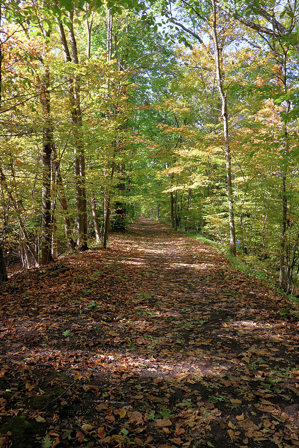 Foot Path Amid Trees in Forest Photograph by Robert McCulloch - Pixels