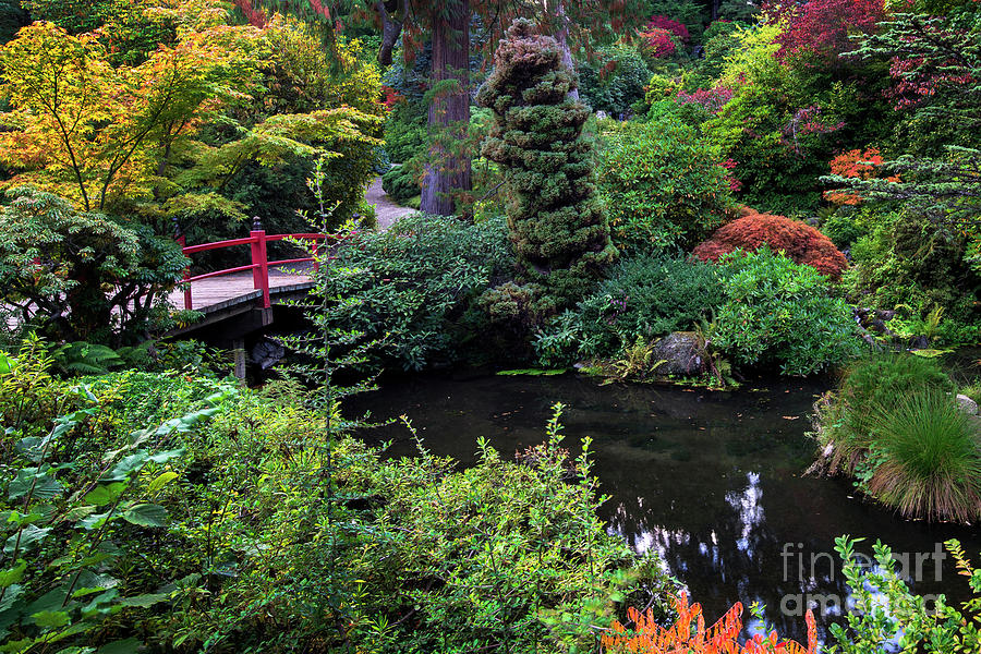 Footbridge Across Pond Surrounded By Maples In Fall Color, Kubota 