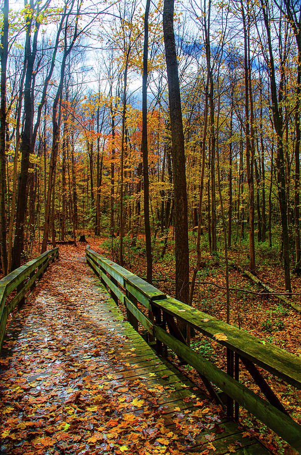 Footbridge in the Autumn Forest Photograph by Brian Shaw - Fine Art America