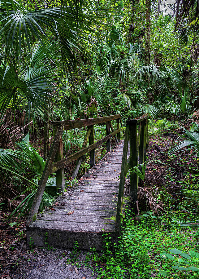 Footbridge Photograph - Footbridge in the Little Big Econ Forest by Charles LeRette Footbridge Photograph - Footbridge in the Little Big Econ Forest by Charles LeRette