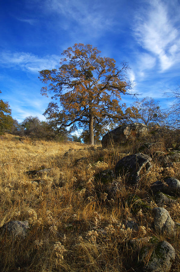 Foothill Beauty Photograph by Allan Erickson - Fine Art America