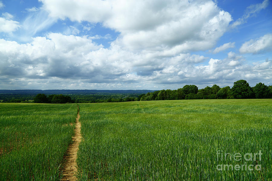 Footpath across a field of wheat Kent England Photograph by James Brunker