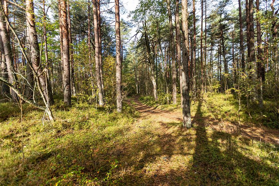 Footpath in Autumnal Forest in  Jurmala  Photograph by Aleksandrs Drozdovs
