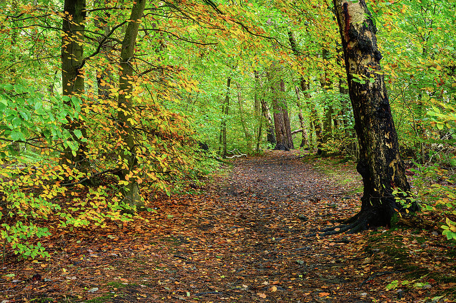 Footpath in Gosforth Park Woodland Photograph by David Head - Fine Art ...