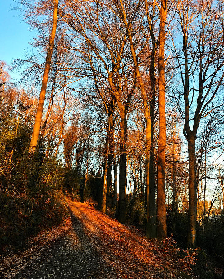Footpath passing through autumn trees Photograph by Julia Lukasch / FOAP