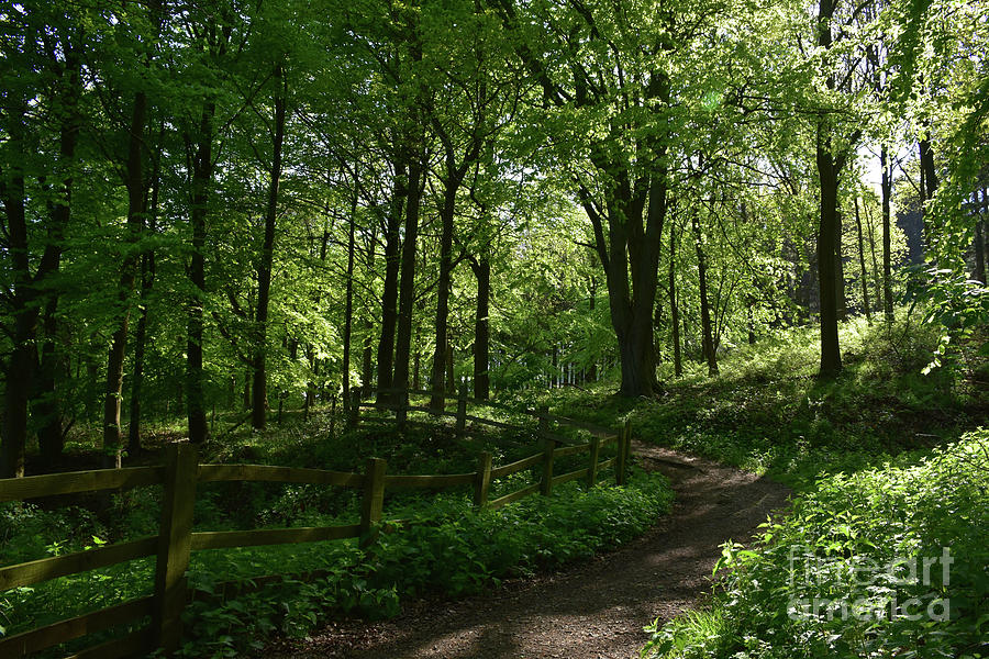 Footpath Through a Wooded Area in Northern England Photograph by DejaVu ...