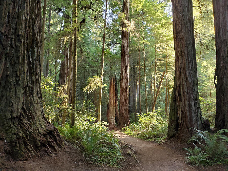 Footpath Through California Redwood Forest in Summer Photograph by Boogich Footpath Through California Redwood Forest in Summer Photograph by Boogich