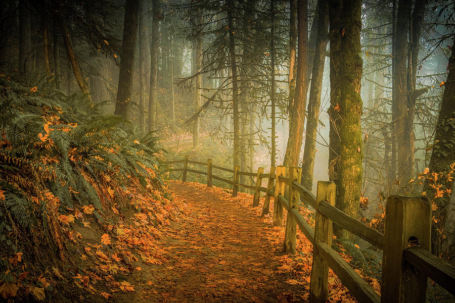 Portland Photograph - Footpath Through the Forest by Don Schwartz