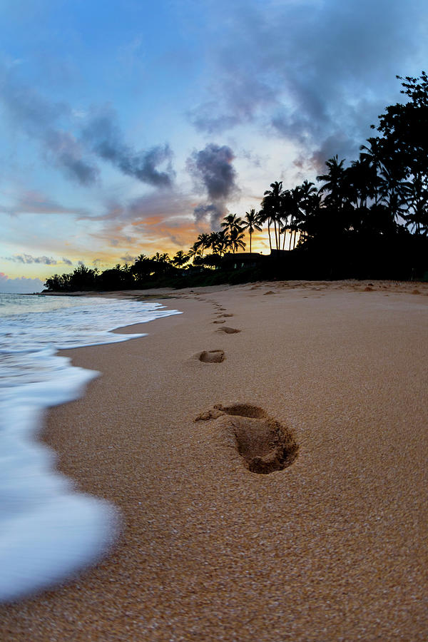 Footprint Palms. Photograph by Sean Davey