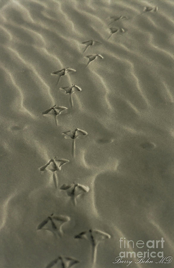 Footprints Photograph by Barry Bohn