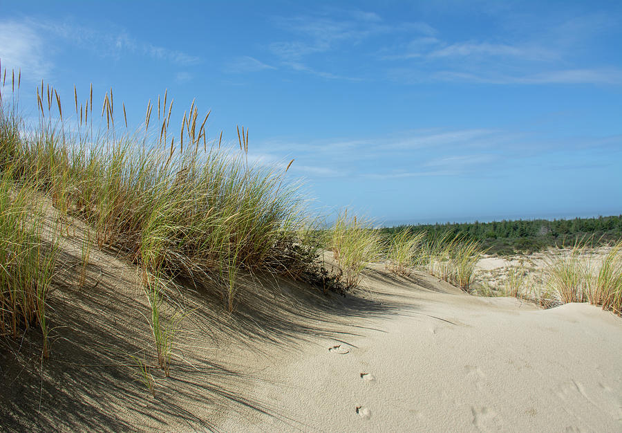 Footprints in Oregon Sand Dunes Photograph by John Heaps - Pixels