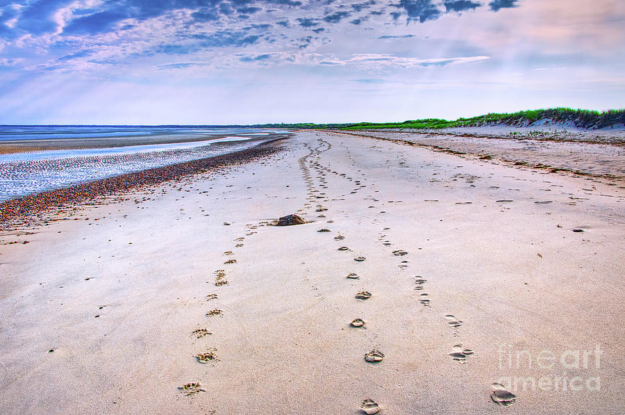 Footprints In The Sand Photograph