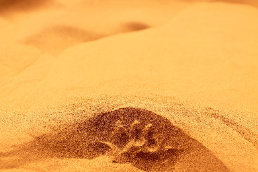 Footprints in the Thar Photograph by The Storygrapher