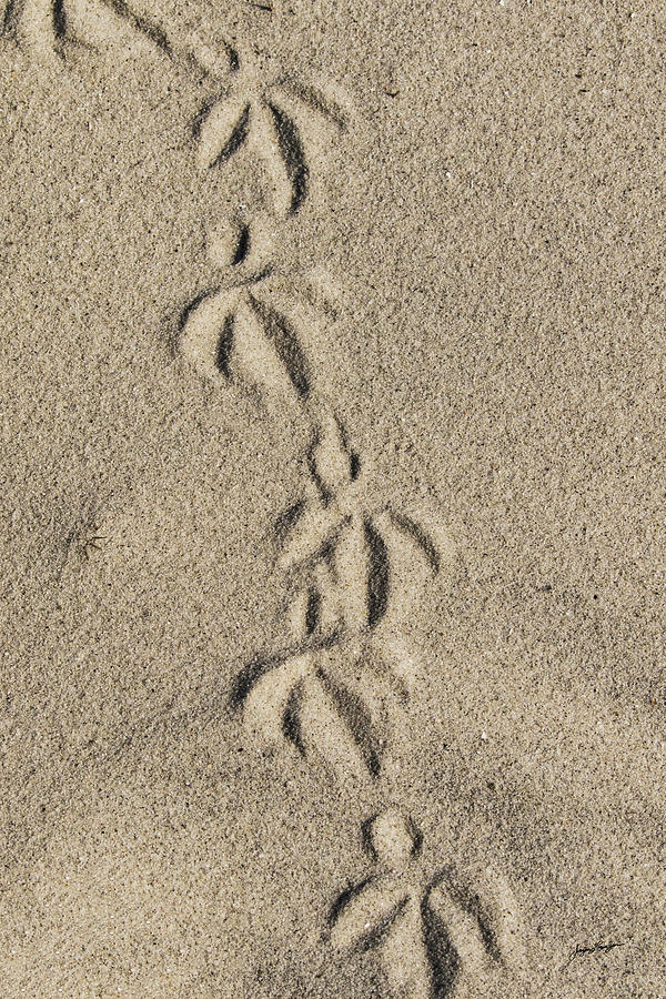 Footprints Photograph by Jurgen Lorenzen