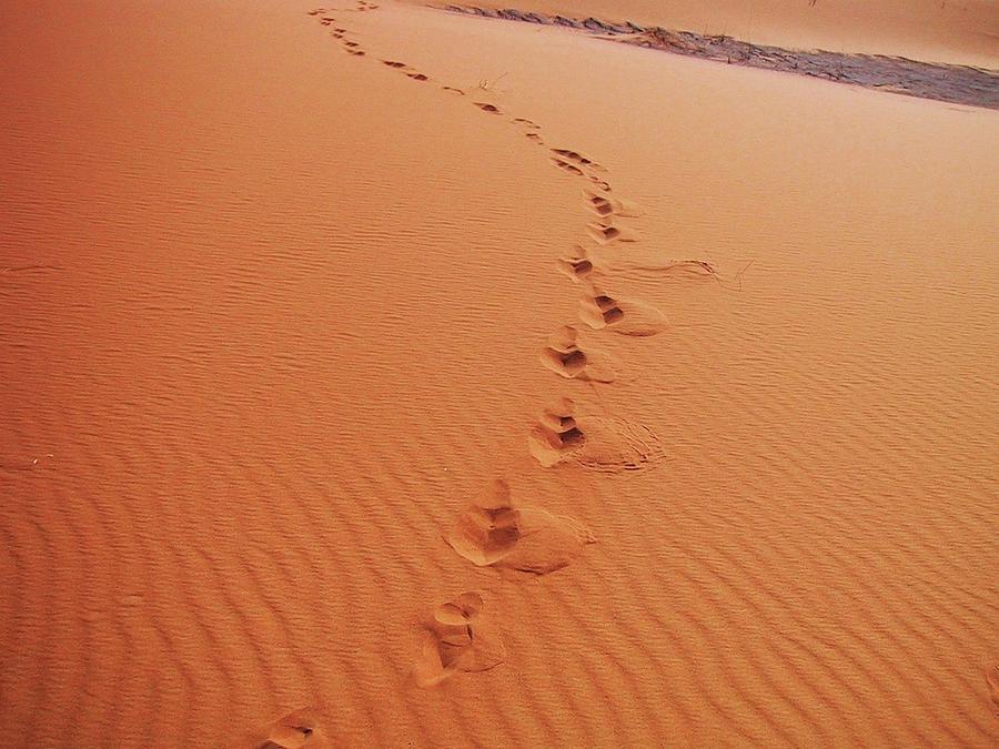 Footsteps in the Sand Photograph by Leslie Porter