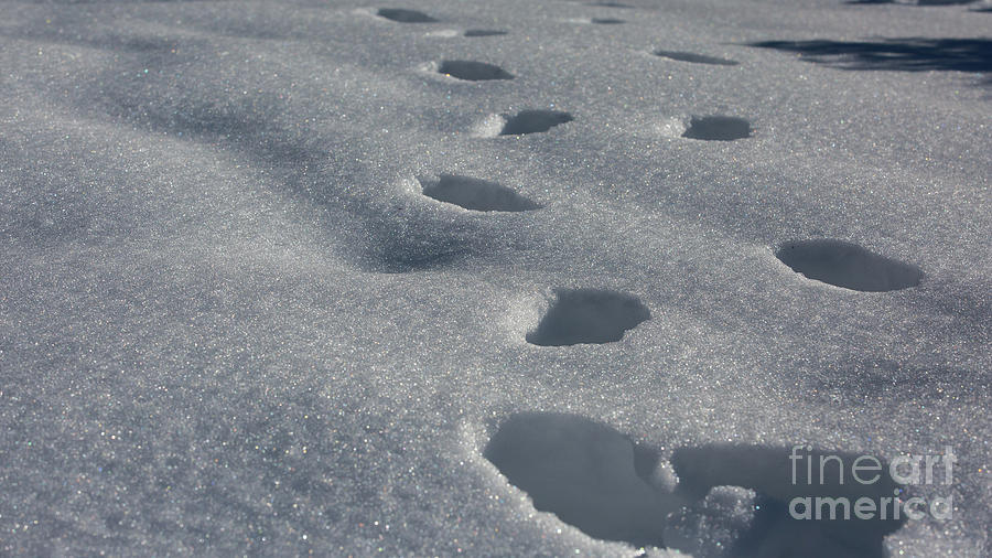 Footsteps in the snow Photograph by Agnes Caruso