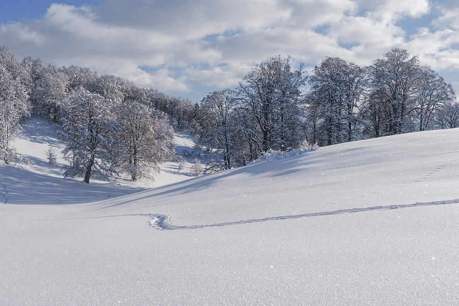 Footsteps In The Snow Photograph by Alberto Zanoni