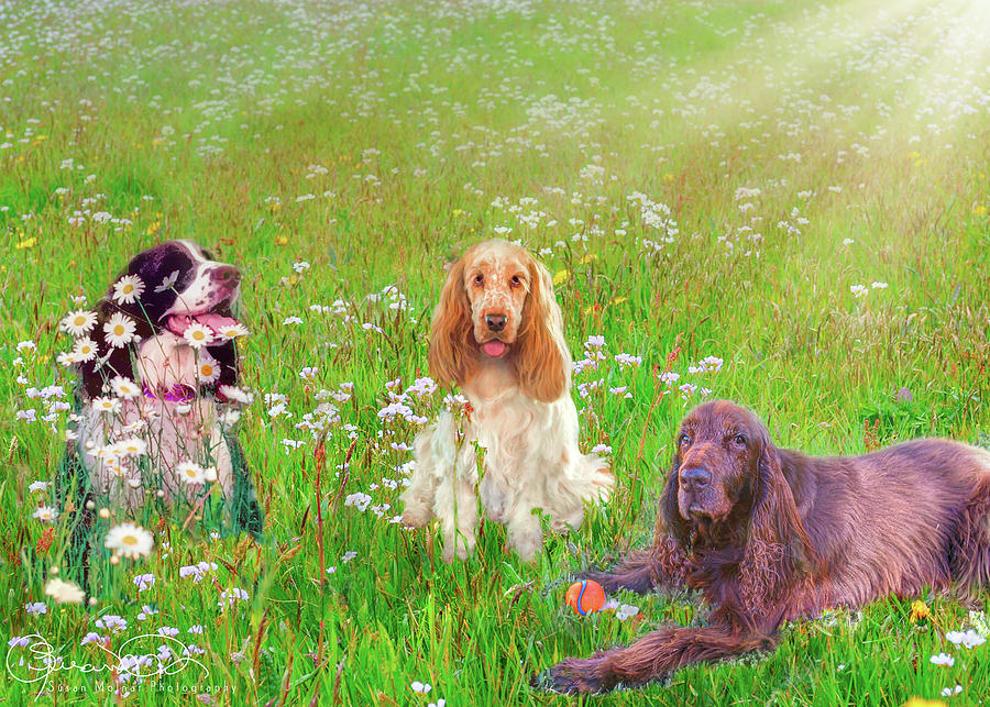For Love of Spaniels Photograph by Susan Molnar