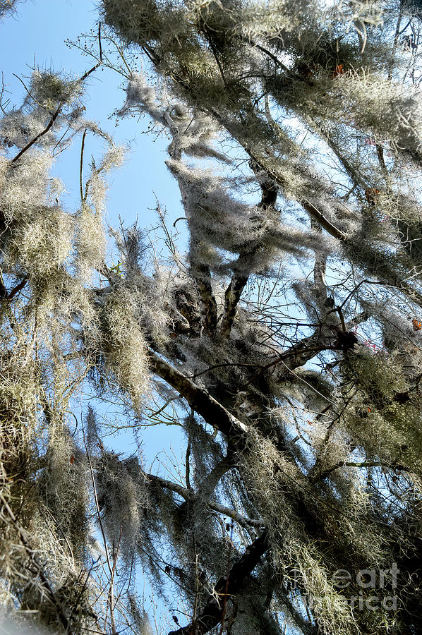 For Lovers of Spanish Moss Photograph by Marie Dudek Brown