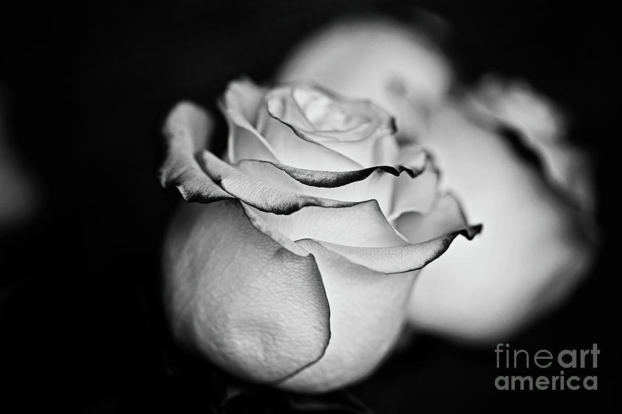 Nature Photograph - For My Love - BW by Scott Pellegrin