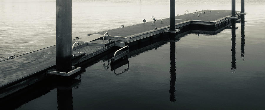 For the birds Photograph by Luz Resto For the birds Photograph by Luz Resto