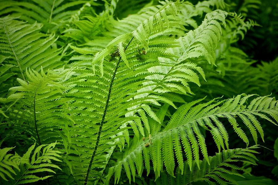 For The Love Of Ferns Photograph by Ira Shander