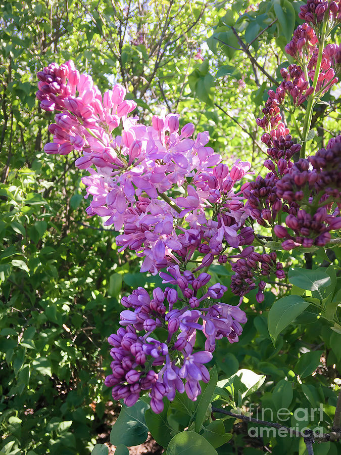 For The Love Of Lilacs Photograph
