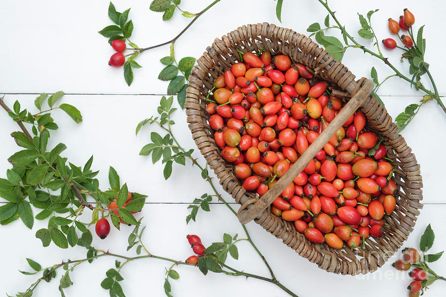 Foraged Rose Hips in a Wicker Basket Photograph by Tim Gainey
