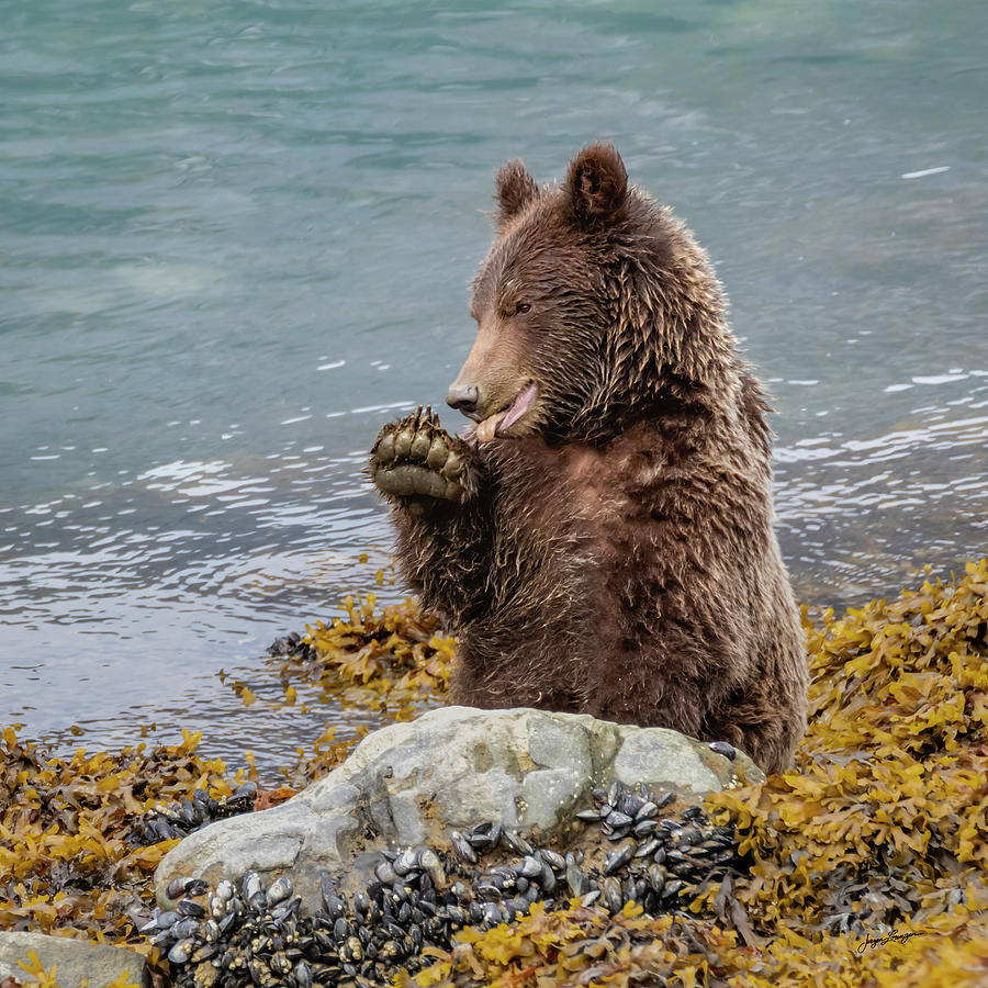 Foraging Brown Bear Photograph by Jurgen Lorenzen