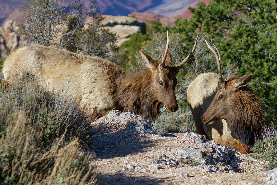 Foraging Elk Photograph by James Marvin Phelps - Fine Art America