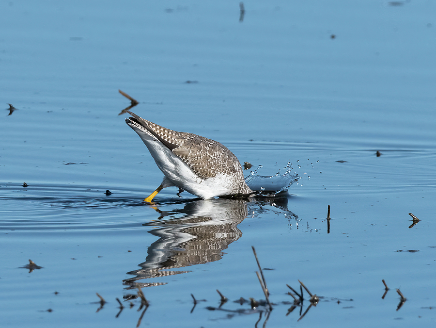 Foraging Greater Yellowlegs Photograph by Loree Johnson