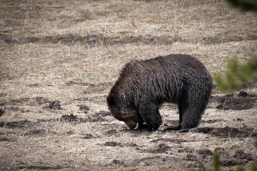 Foraging Grizzly Photograph by Paul Freidlund