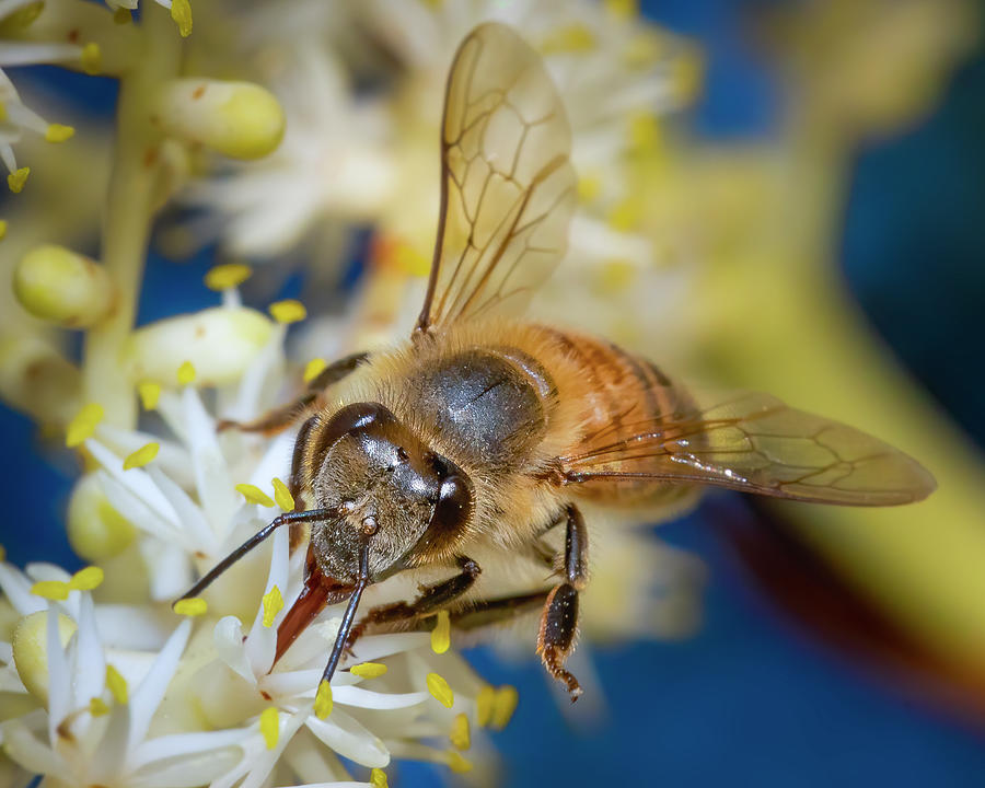 Foraging Honey Bee Photograph by Mark Andrew Thomas