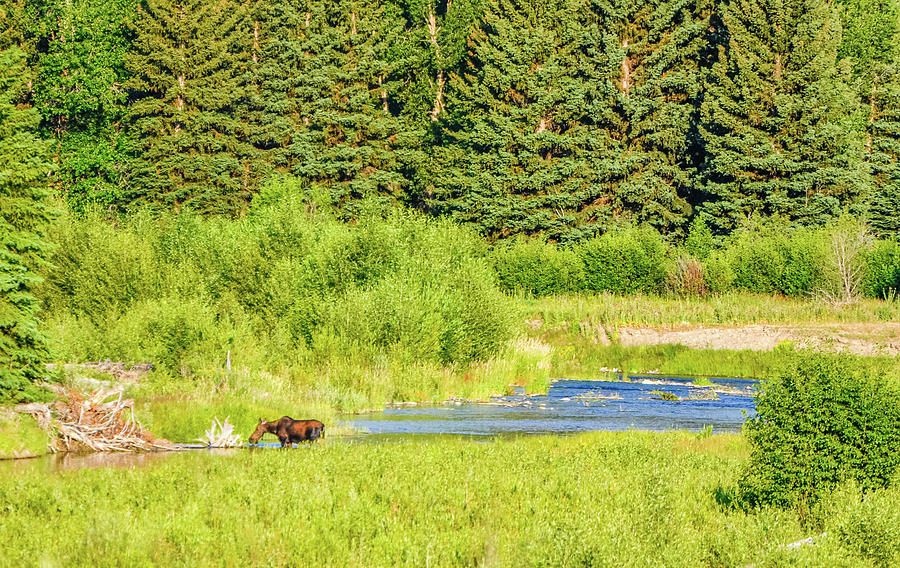 Foraging Moose Photograph by Rob Hemphill