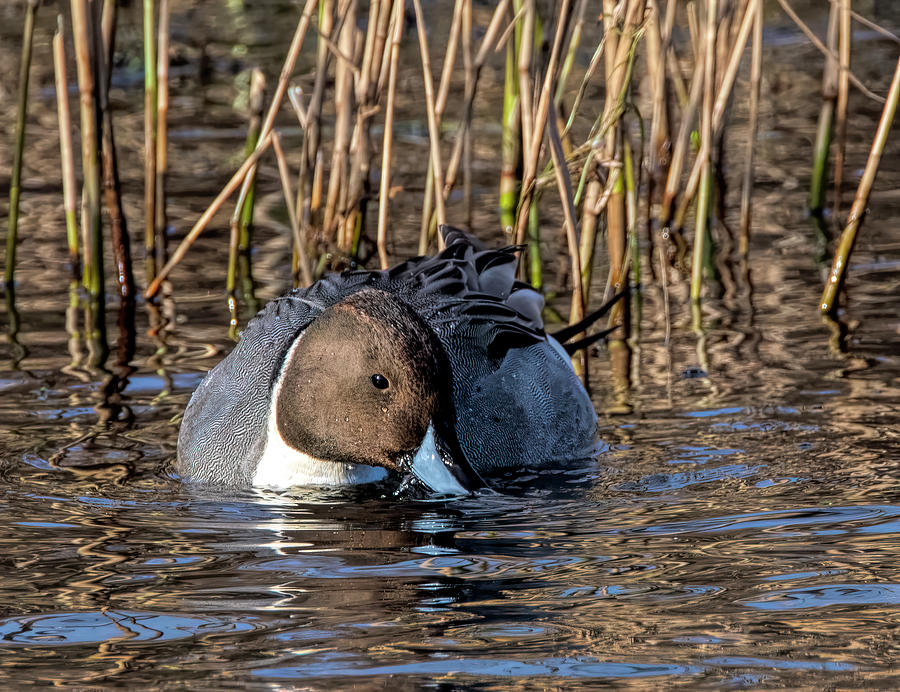 Foraging Pintail Photograph by Wade Aiken