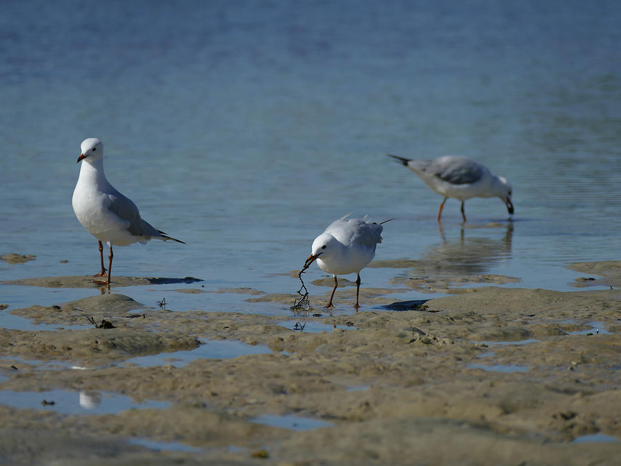 Foraging Silver Gulls Photograph by Maryse Jansen