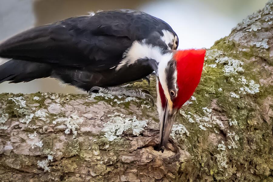 Wildlife Photograph - Foraging Woodpecker by Linda Bonaccorsi
