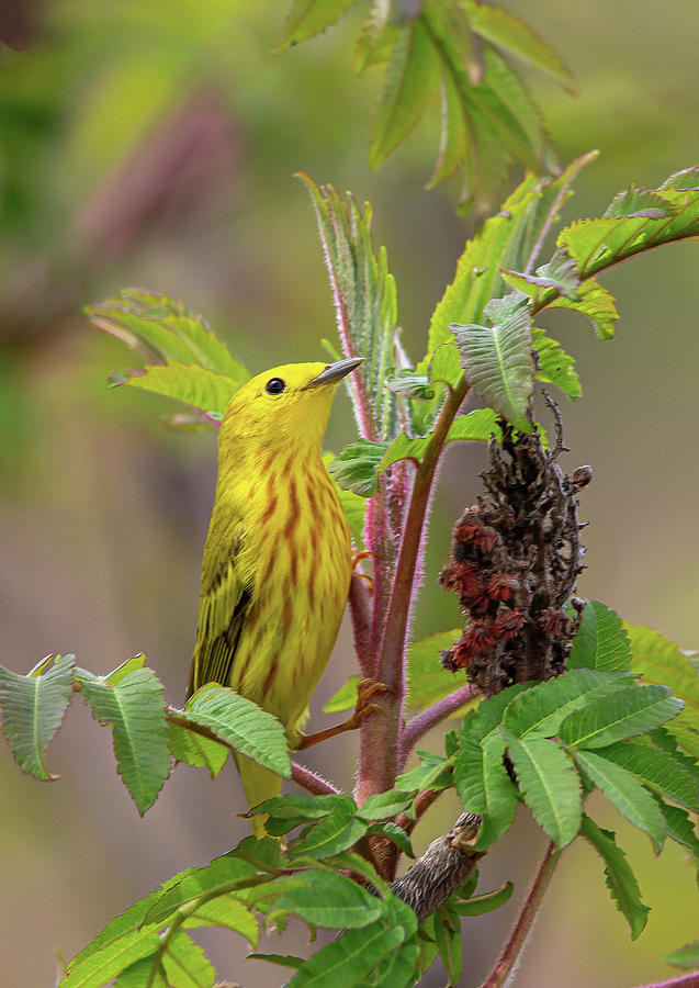 Foraging Yellow Warbler Photograph by Dale Kincaid