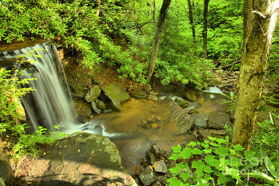Forbes State Forest Cole Run Falls Photograph by Adam Jewell