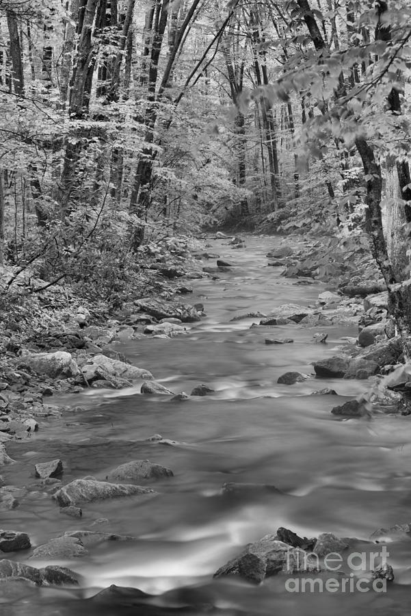 Forbes State Forest Forest Canopy Black And White Photograph by Adam Jewell