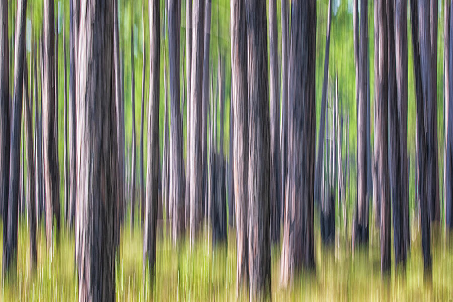 Forest Abstract - Pines of the Croatan National Forest Photograph by Bob Decker