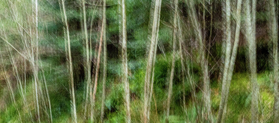 Forest Abstract Photograph by Rob Huntley