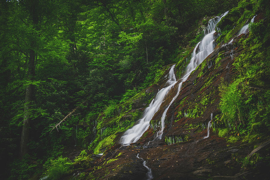 Forest and Falls Photograph by Cody Owen - Fine Art America