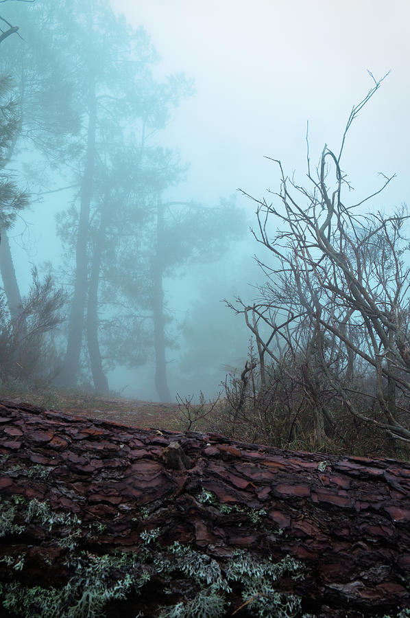 Forest and fog in Serra da Estrela 2 Photograph by Angelo DeVal