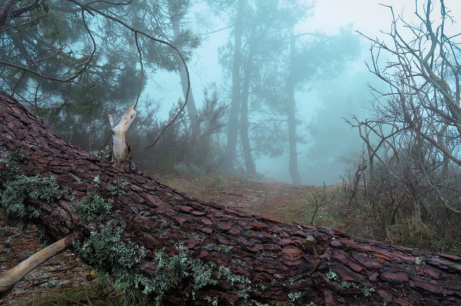 Forest and fog in Serra da Estrela Photograph by Angelo DeVal
