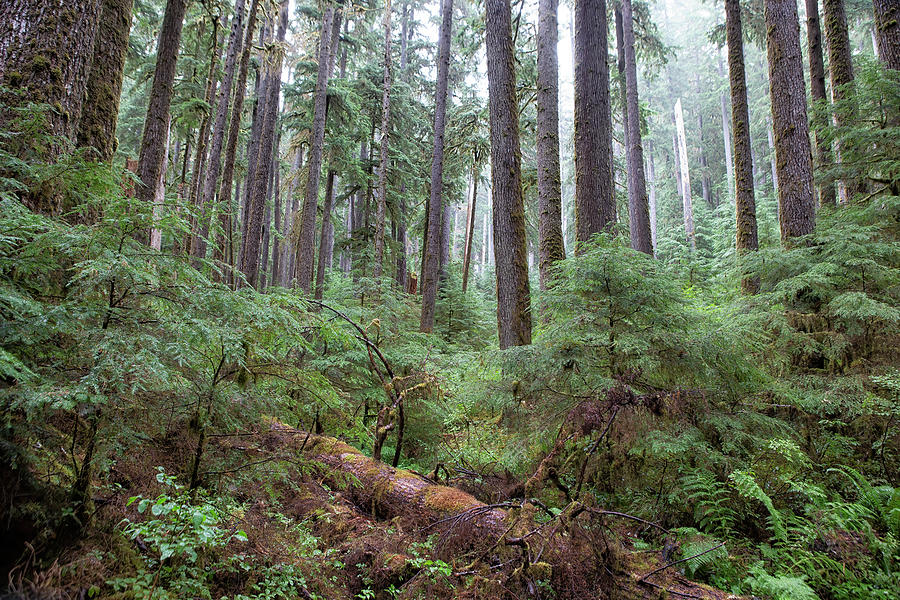 Forest Around Sol Duc Trail Photograph By Belinda Greb - Fine Art America