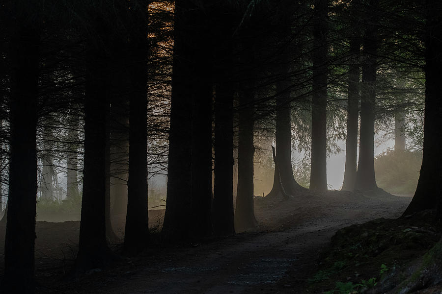 Forest at First Light Photograph by Mark Hunter
